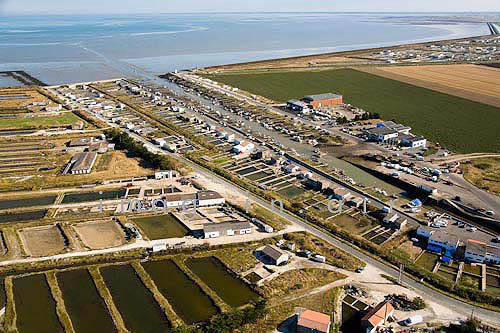 Beauvoir sur mer 082