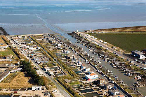 Beauvoir sur mer 083