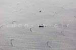 La Faute sur mer 247