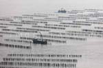 La Faute sur mer 270