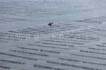 La Faute sur mer 354