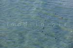 La Tranche sur mer 331