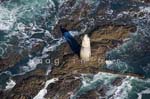 Ile d'Yeu Les chiens Perrins 009