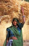 inde1033